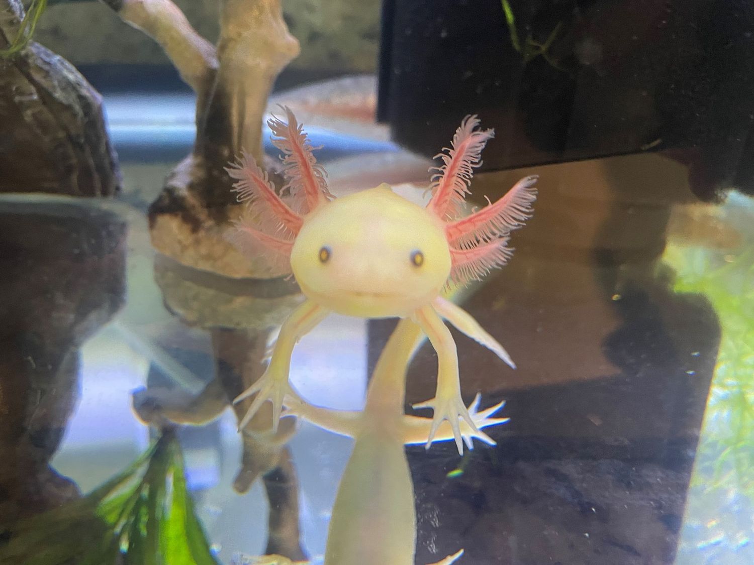Glowies