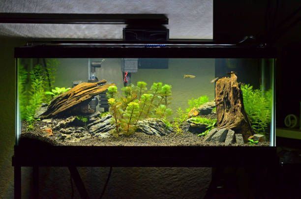 Starter Axolotl Setup - 20 Gallon Aquarium