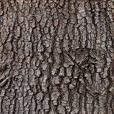 CamoHide Transvaal Beech