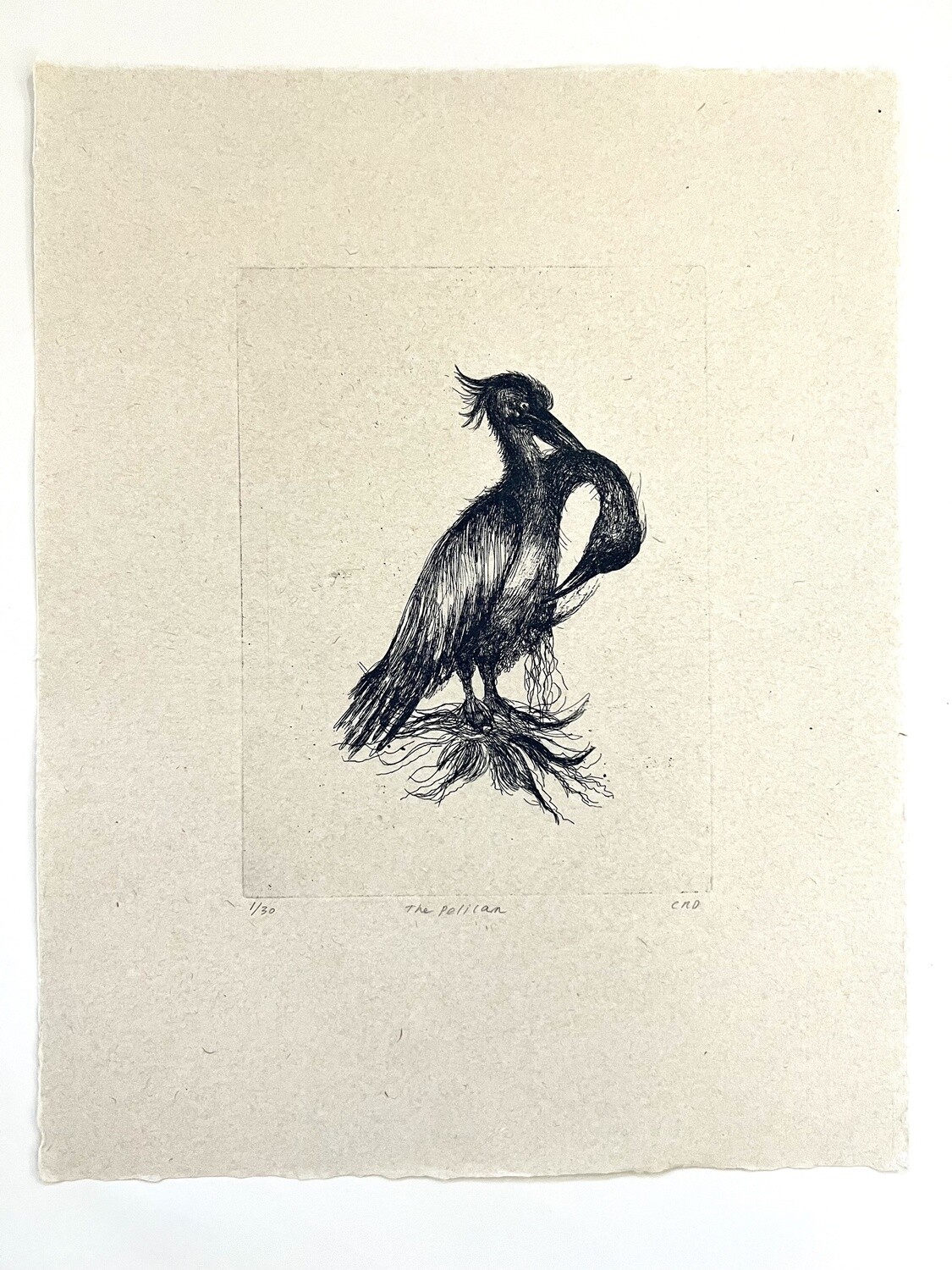 The Pelican - Etching