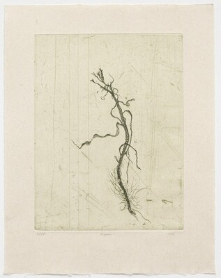 Algae - Etching