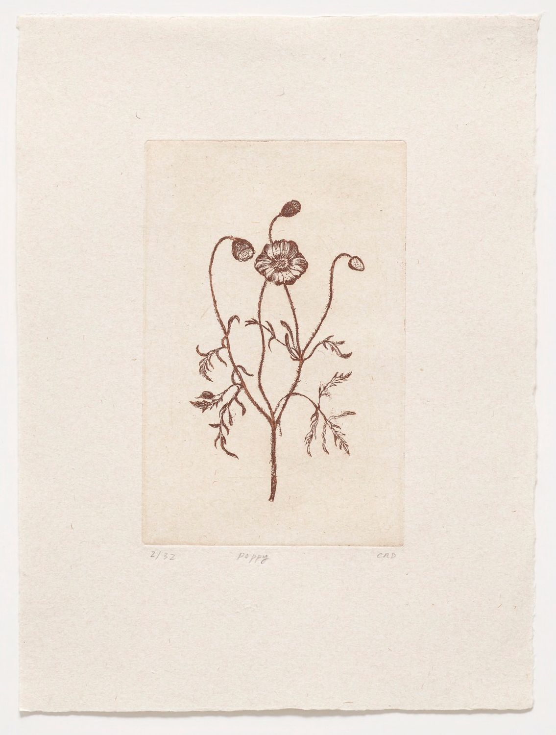 Poppy - Etching