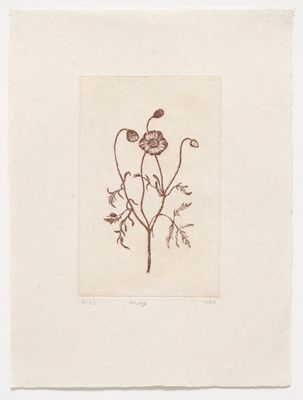 Poppy - Etching