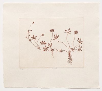 Wild Flower - Etching