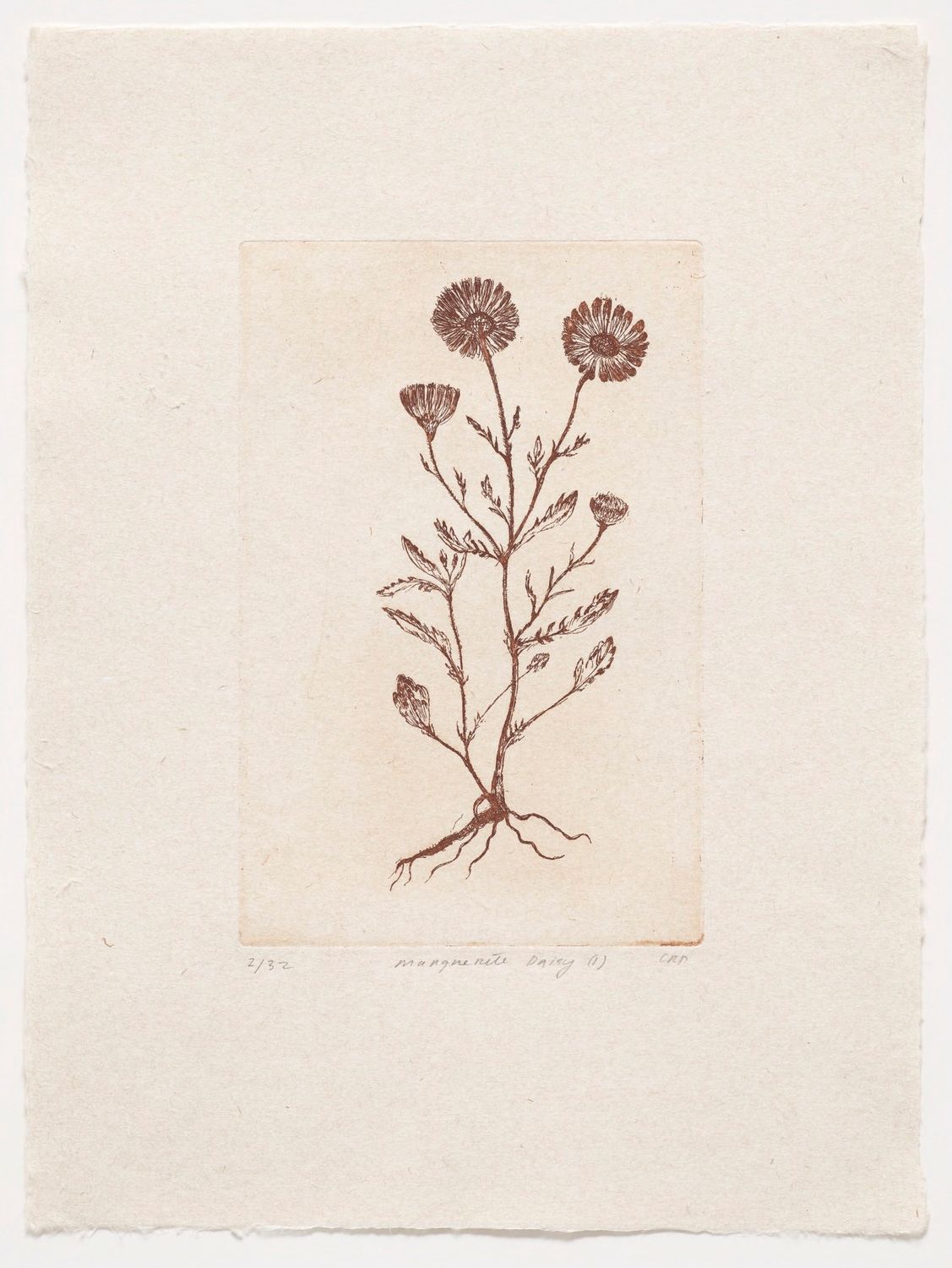 Marguerite Daisy (I) - Etching