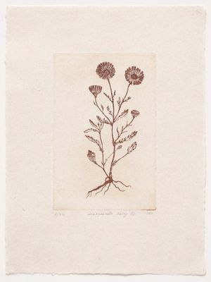 Marguerite Daisy (I) - Etching