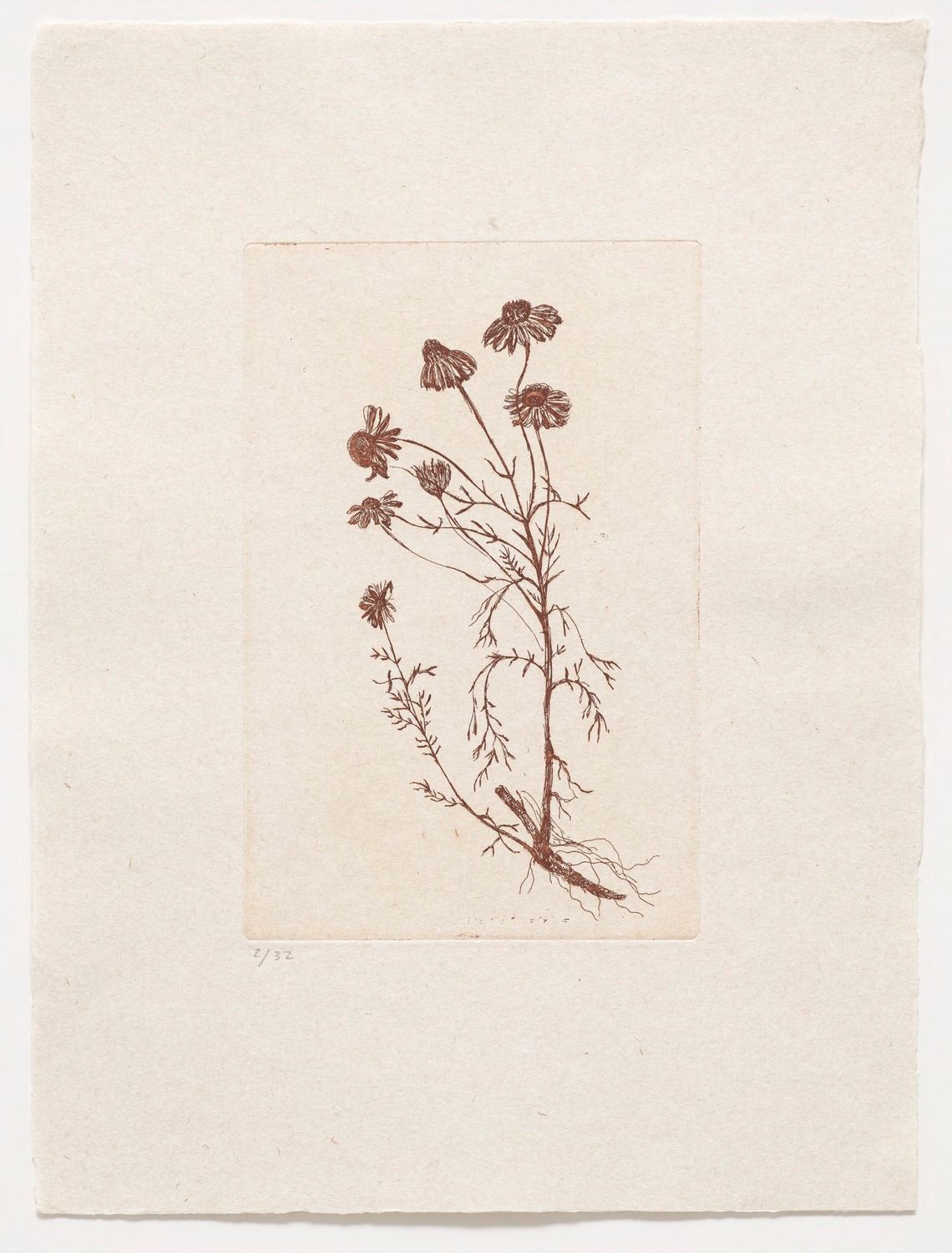 Marguerite Daisy (II) - Etching