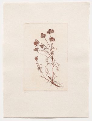 Marguerite Daisy (II) - Etching