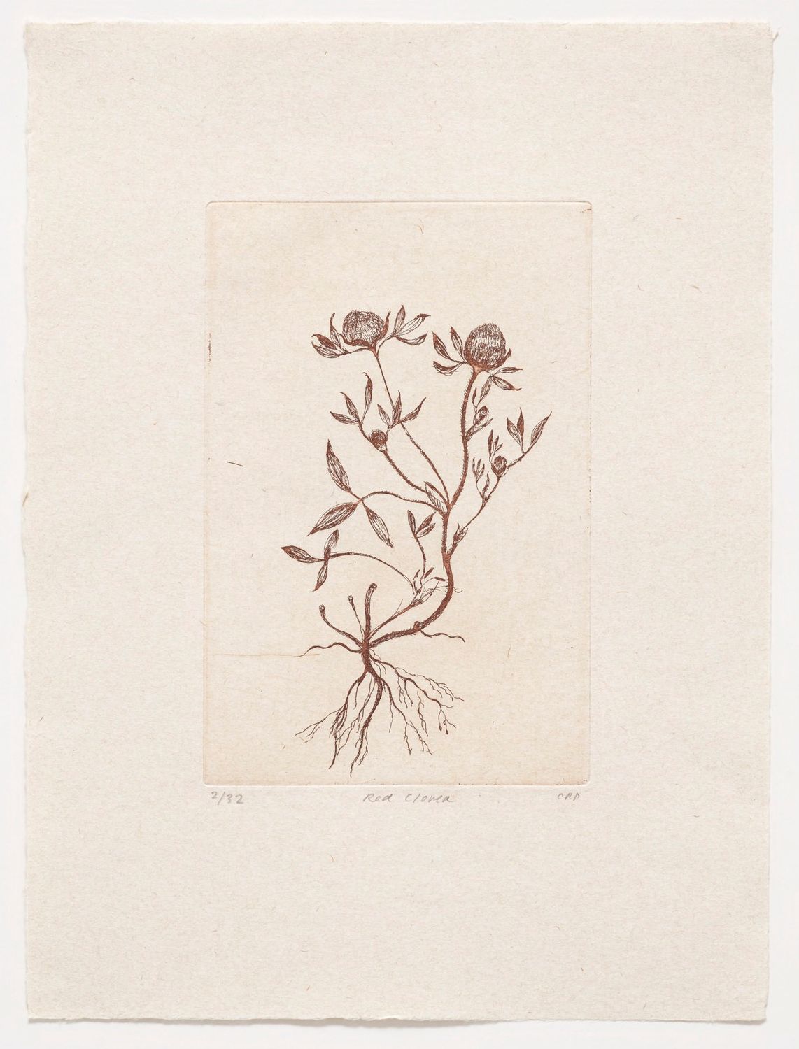 Red Clover - Etching