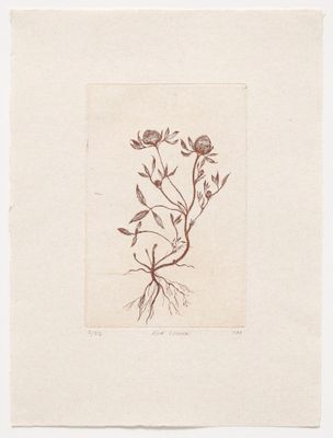 Red Clover - Etching