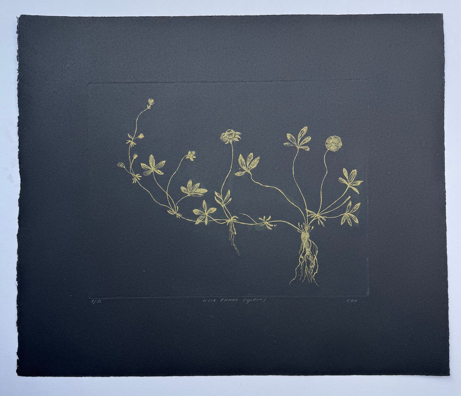 Wild Flower (Yellow)- Etching