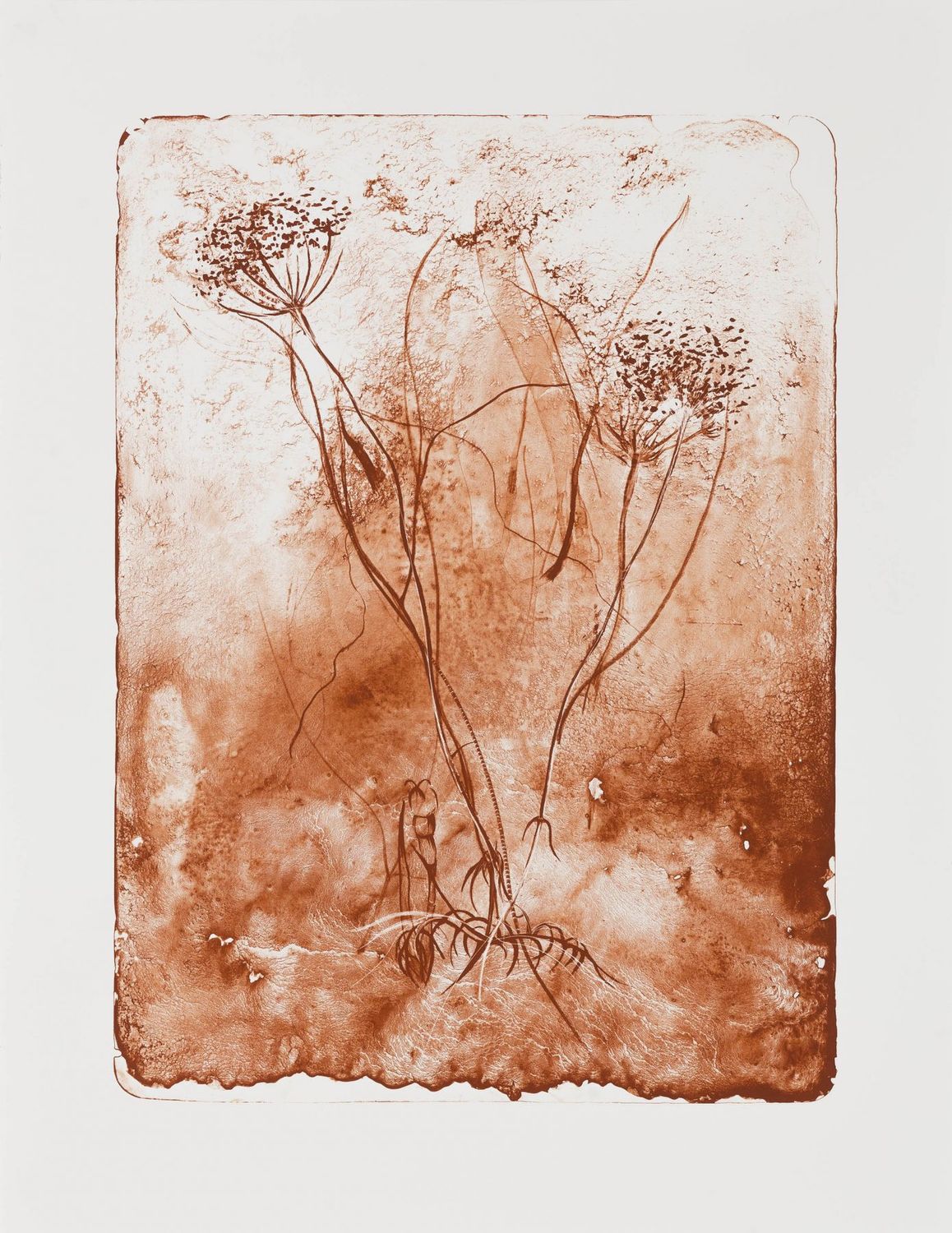Hemlock Seed (Siena) ed 2 - Lithograph