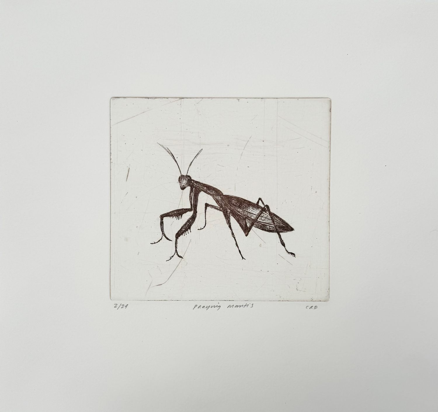 Praying Mantis - Etching