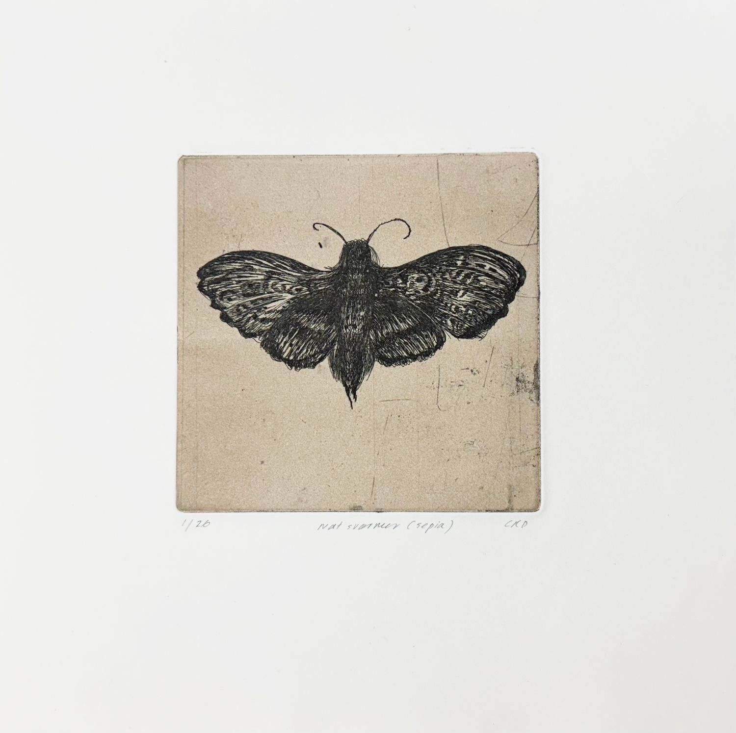 Natsværmer (Sepia) - Etching