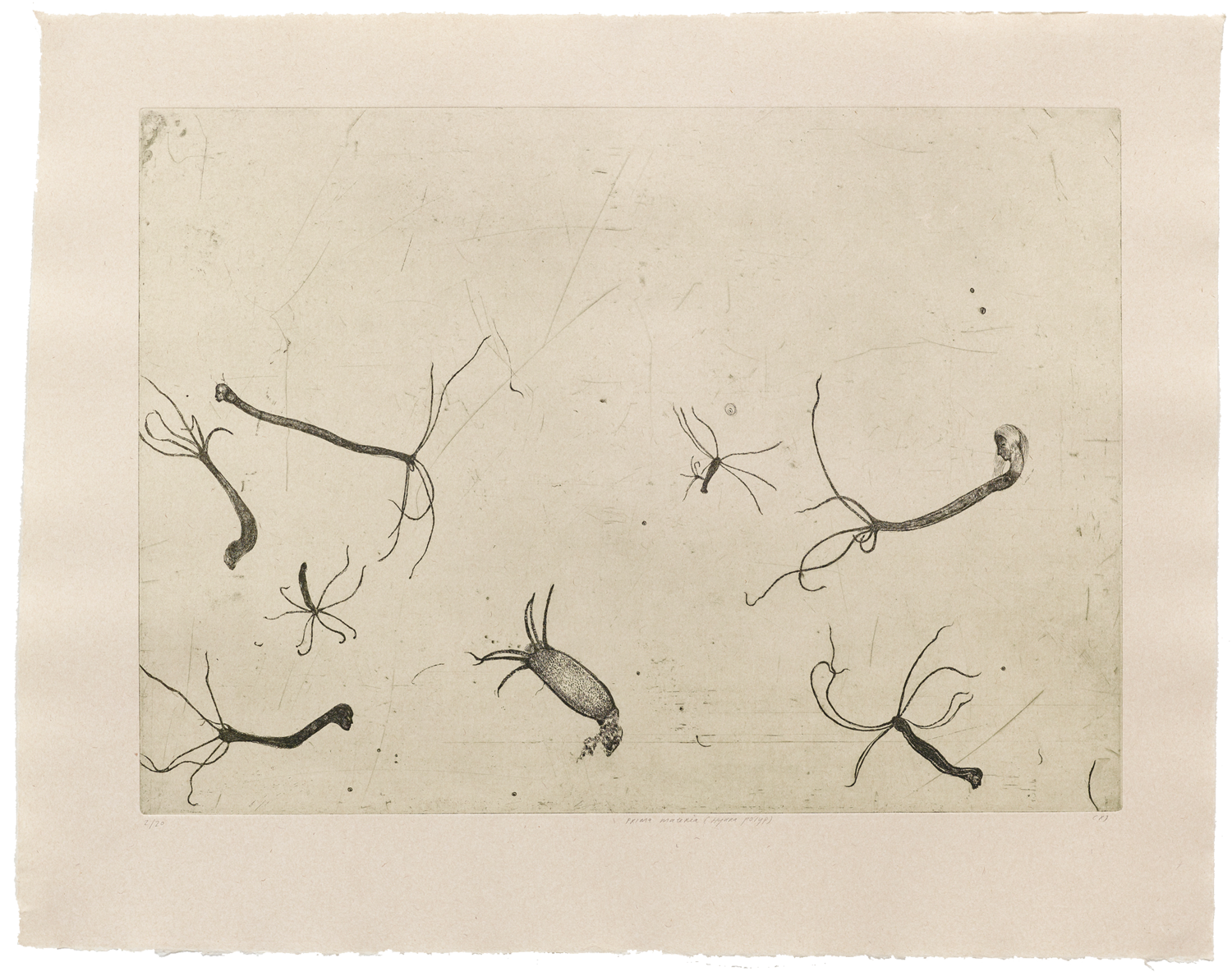 Prima Materia (Hydra Polyp) - Etching