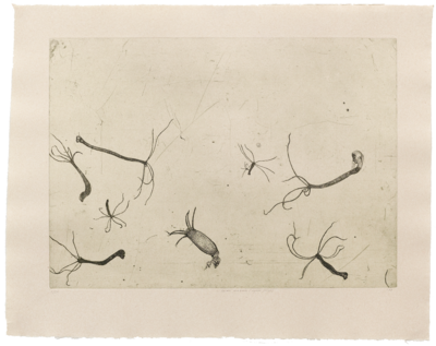 Prima Materia (Hydra Polyp) - Etching