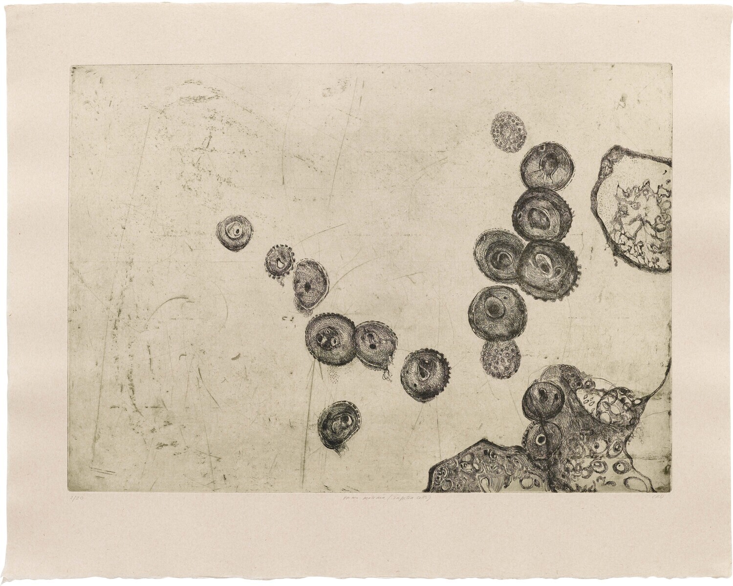 Prima Materia (Infected Cells) - Etching