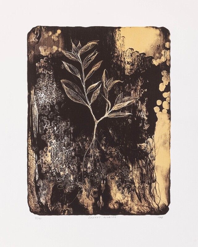 Laurus Nobilis - Lithograph (AP 4/4)