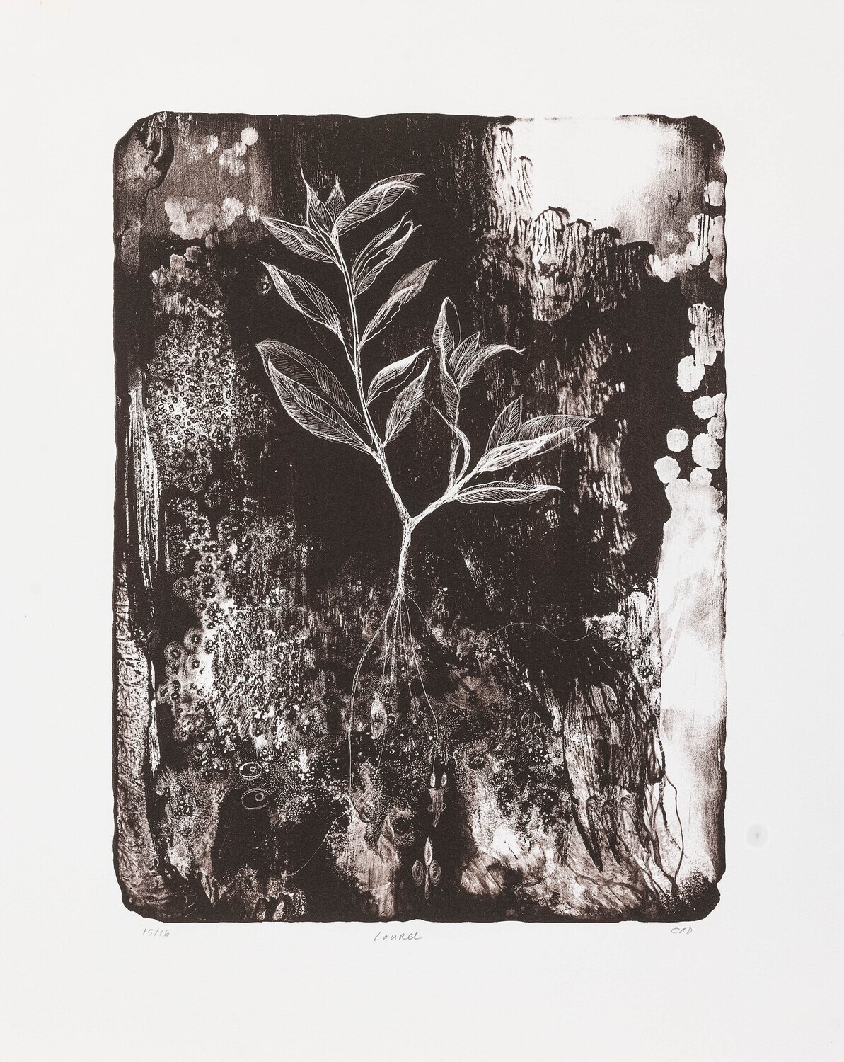 Laurel - Lithograph