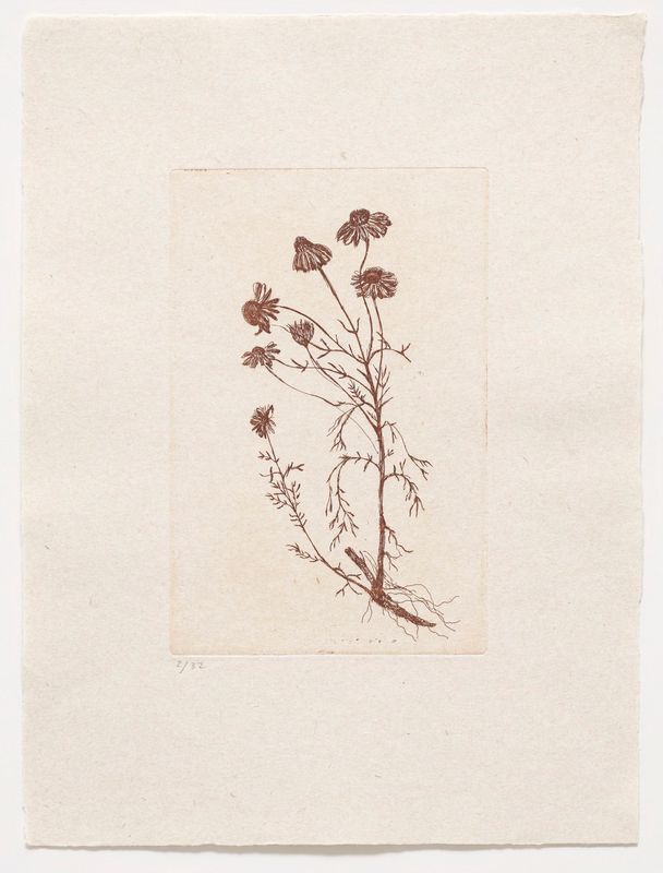 Marguerite Daisy (II) - Etching