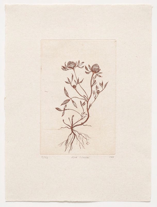Red Clover - Etching