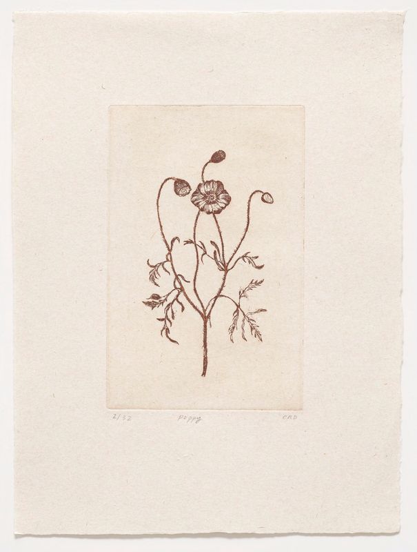 Poppy - Etching