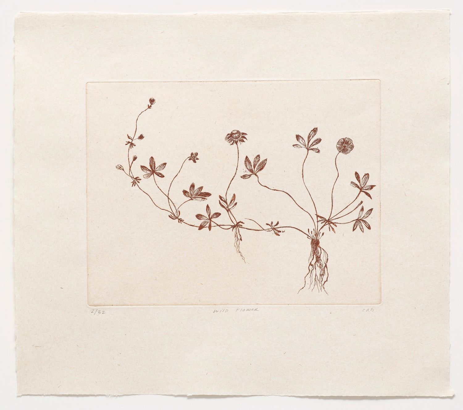 Wild Flower - Etching
