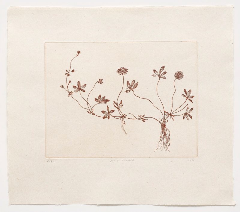 Wild Flower - Etching