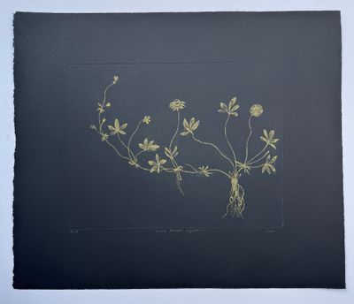 Wild Flower (Yellow)- Etching