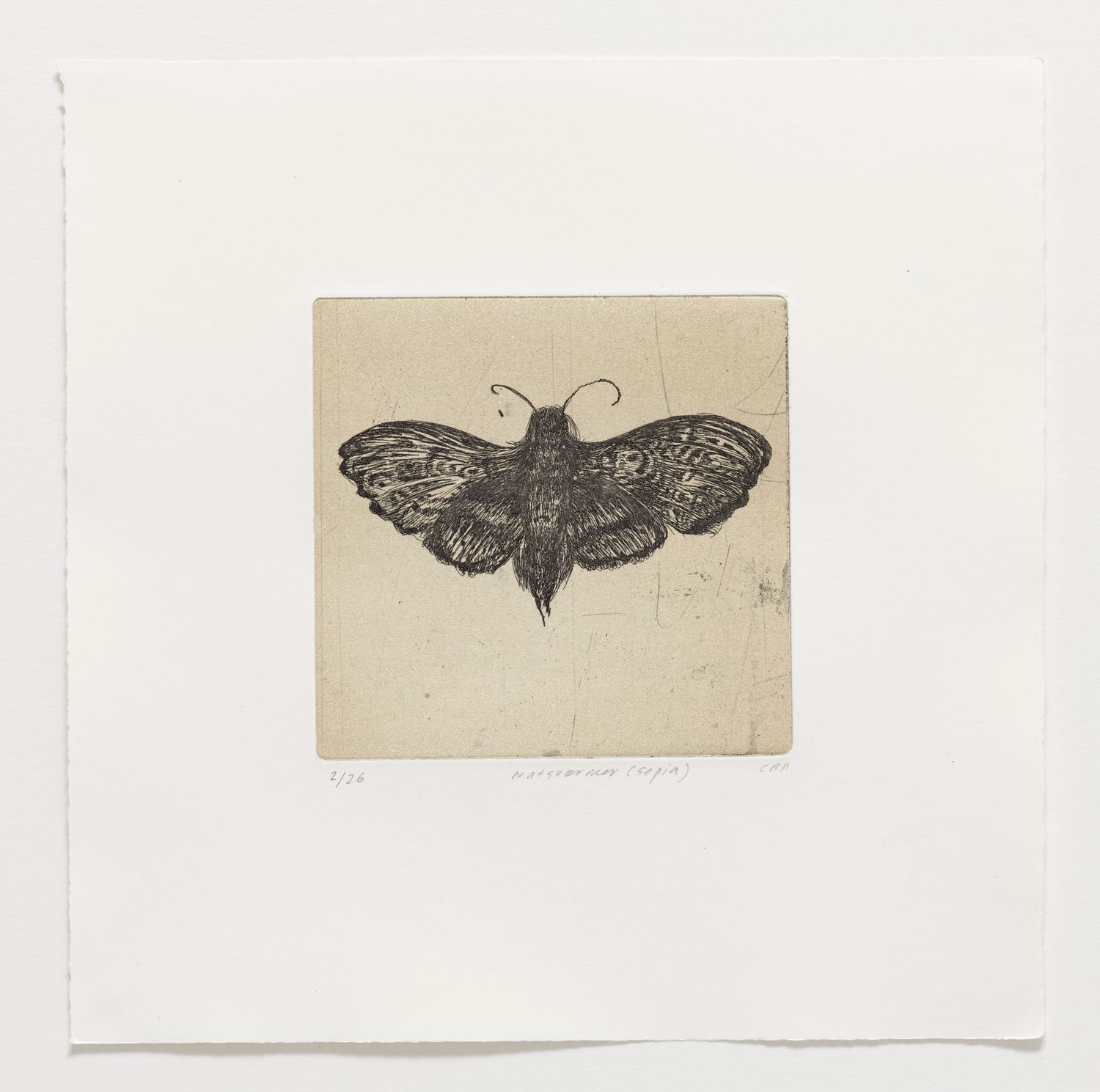 Natsværmer (Sepia) - Etching