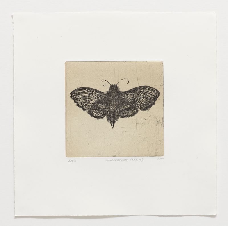 Natsværmer (Sepia) - Etching