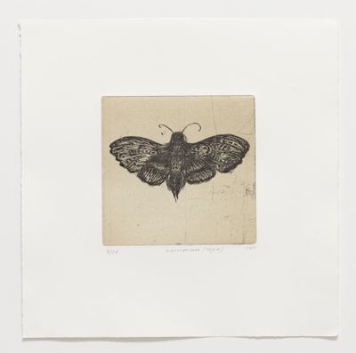 Natsværmer (Sepia) - Etching