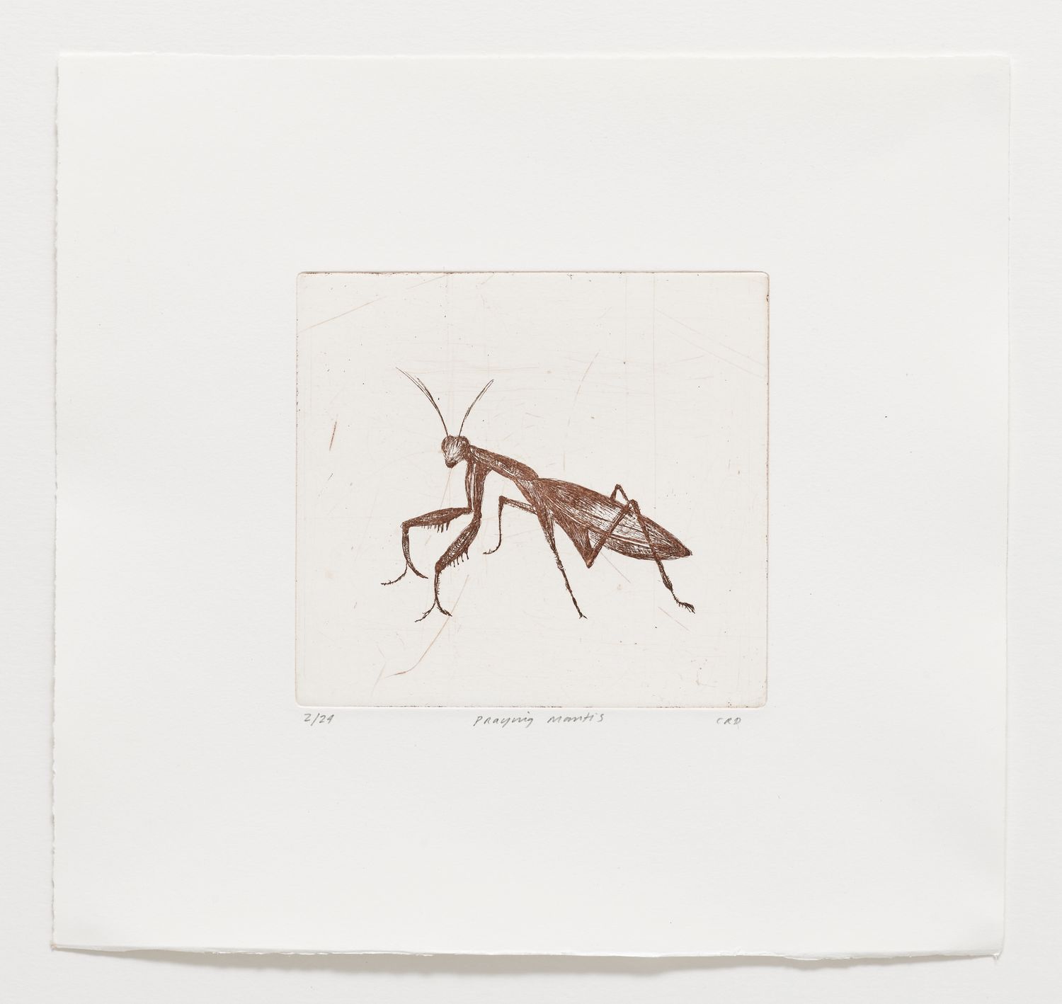 Praying Mantis - Etching