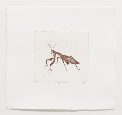 Praying Mantis - Etching