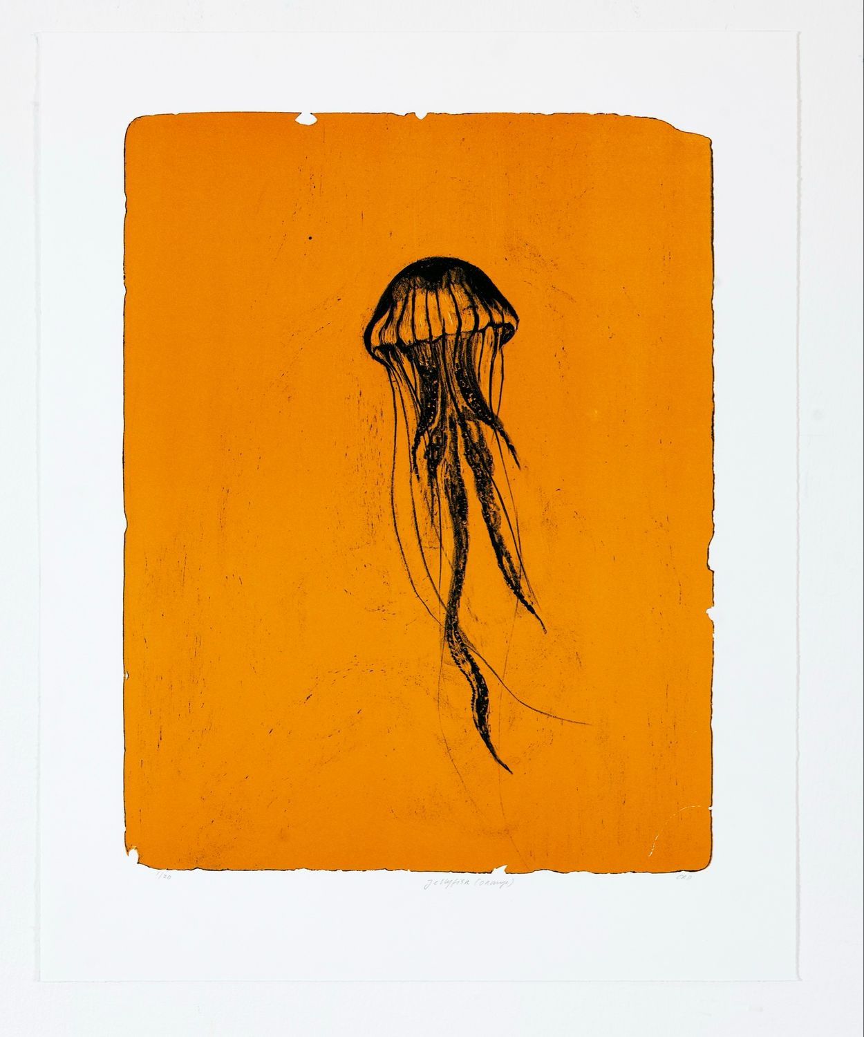 Jellyfish (Orange) - Lithograph