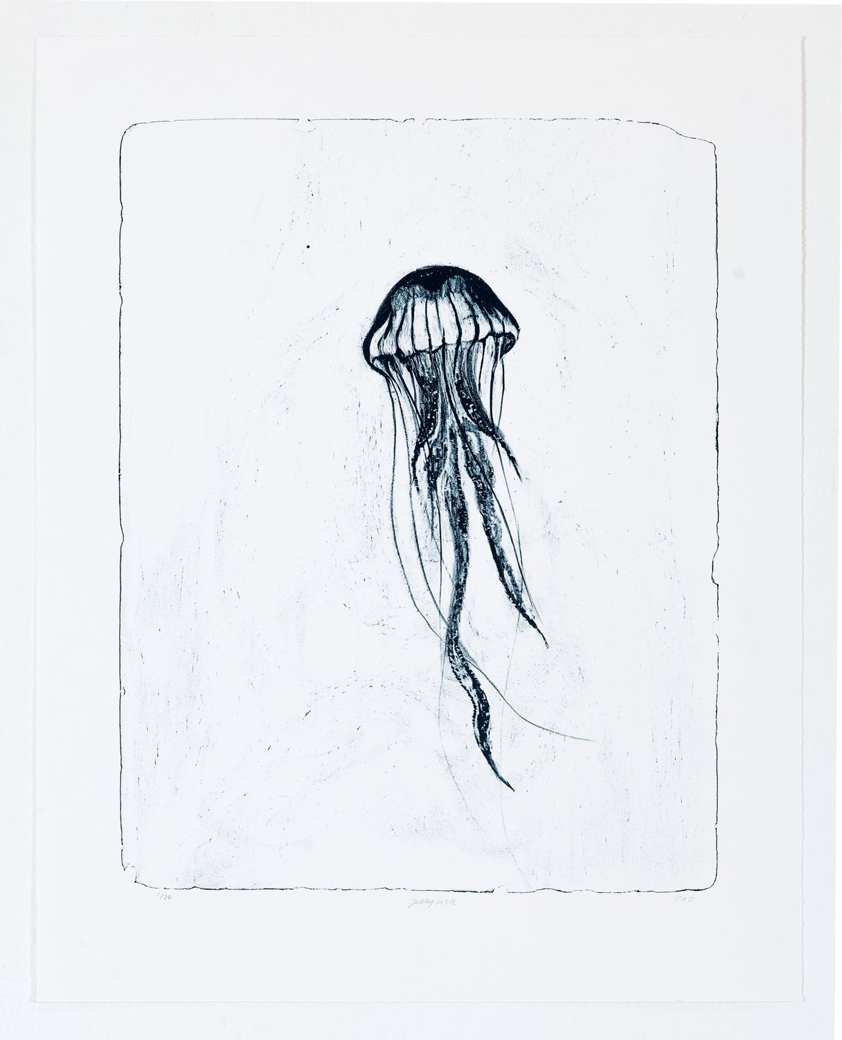 Jellyfish - Lithograph