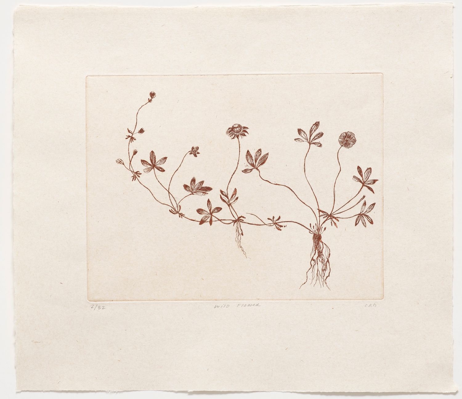 Wild Flower - Etching
