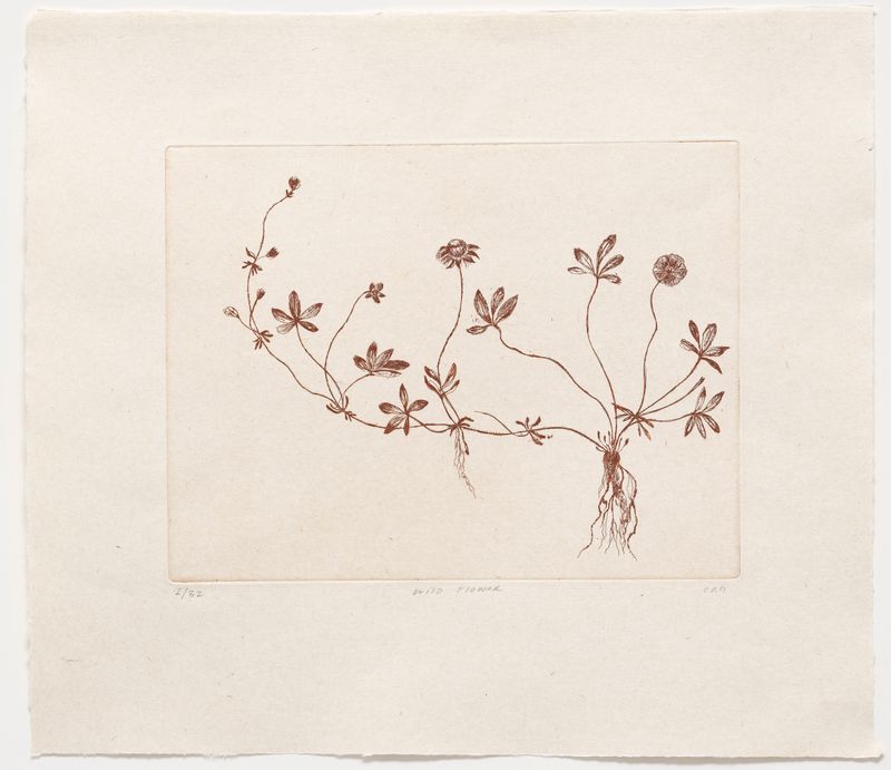 Wild Flower - Etching