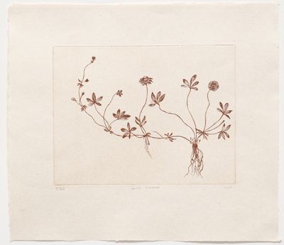 Wild Flower - Etching Wild Flower - Etching