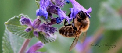 Beekeeping