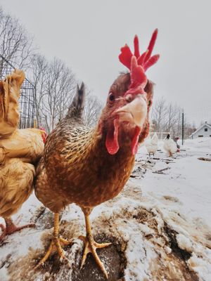 Chicken