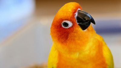Domestic Bird Seed