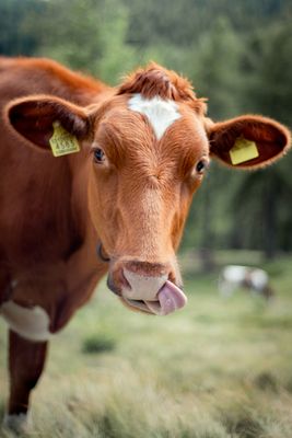 Cow/Cattle