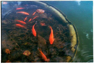 Fish