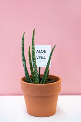 Decorative Plant Signs &amp; Supplies