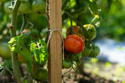 Plant Steaks, Ties &amp; Cages