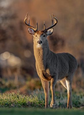 Deer