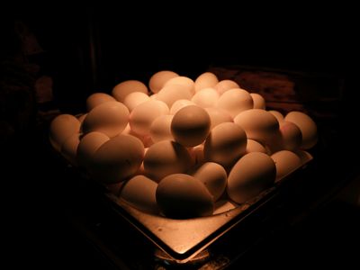 Egg Incubation Supplies