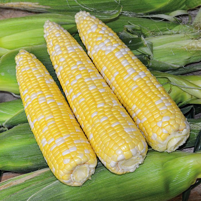 Ambrosia Bicolor Hybrid Sweet Corn 1/2lb