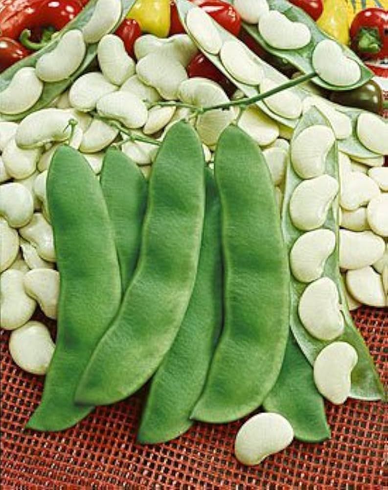 Bush Lima Bean Henderson White 1/2lb